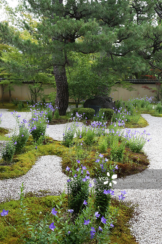 京都桔梗花庐山寺源氏物语图片素材