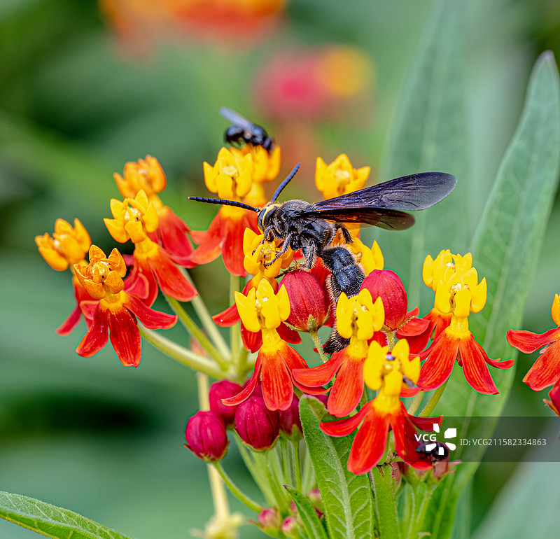 胡蜂 黄蜂 通体黑色布满绒毛 在马利筋花朵上吸食花蜜 体型大仅有一对翅膀 上海浦东世纪公园昆虫图鉴图片素材