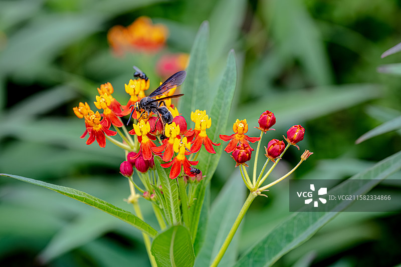 胡蜂 黄蜂 通体黑色布满绒毛 在马利筋花朵上吸食花蜜 体型大仅有一对翅膀 上海浦东世纪公园昆虫图鉴图片素材