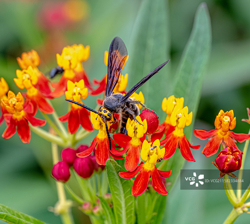 胡蜂 黄蜂 通体黑色布满绒毛 在马利筋花朵上吸食花蜜 体型大仅有一对翅膀 上海浦东世纪公园昆虫图鉴图片素材