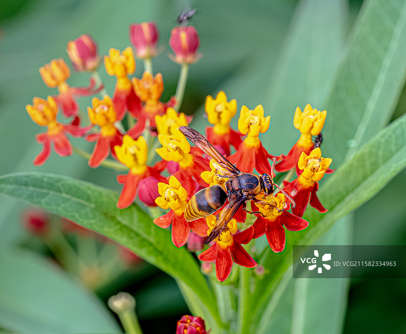 胡蜂的背部和翅膀 黄蜂 在马利筋花朵上吸食花蜜 体型比蜜蜂大仅有一对翅膀 上海浦东世纪公园昆虫图鉴图片素材
