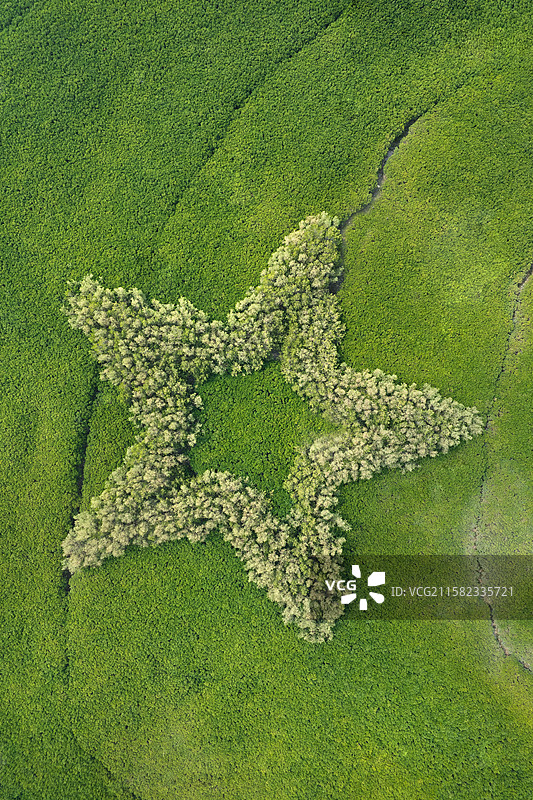 福建厦门下谭尾滨海湿地公园红树林生态湿地公园图片素材