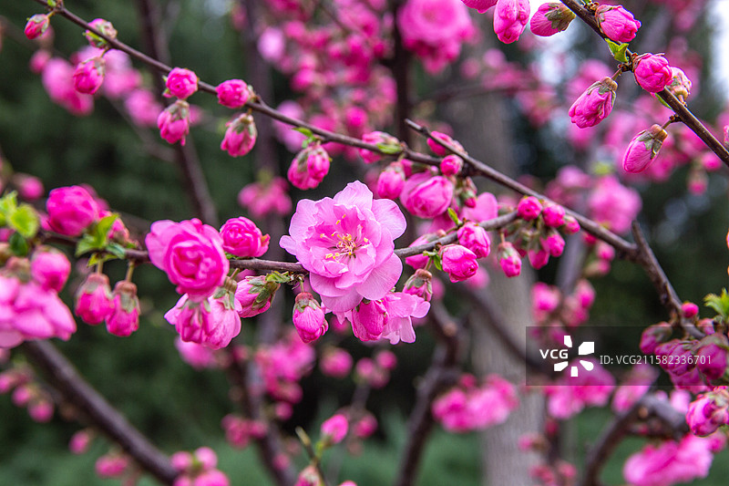 花朵花蕾背景的绽放的紫红色梅花图片素材