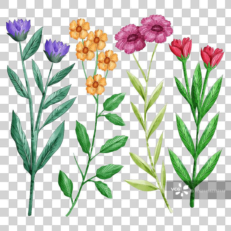 植物花卉和叶子合集图片素材