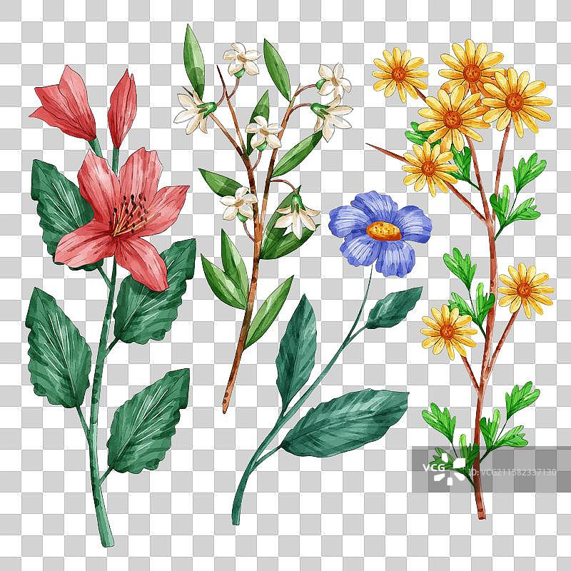 植物花卉和叶子合集图片素材