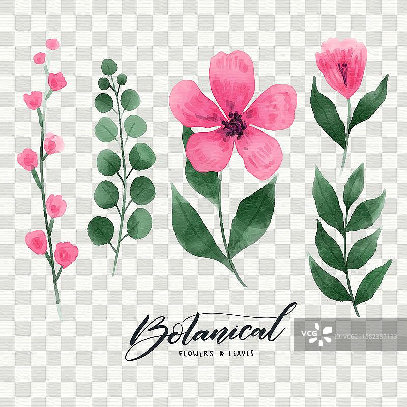 植物花卉和叶子合集图片素材