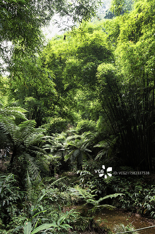 四川乐山桫椤峡谷的竹林图片素材