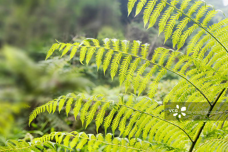 四川乐山桫椤峡谷的野生桫椤图片素材