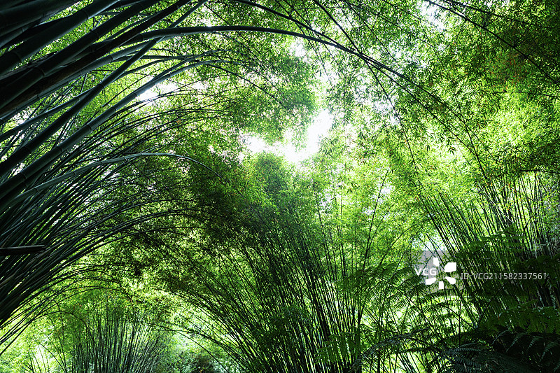 四川乐山桫椤峡谷的竹林图片素材