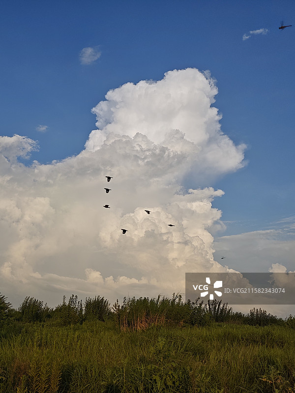 飞鸟与云图片素材