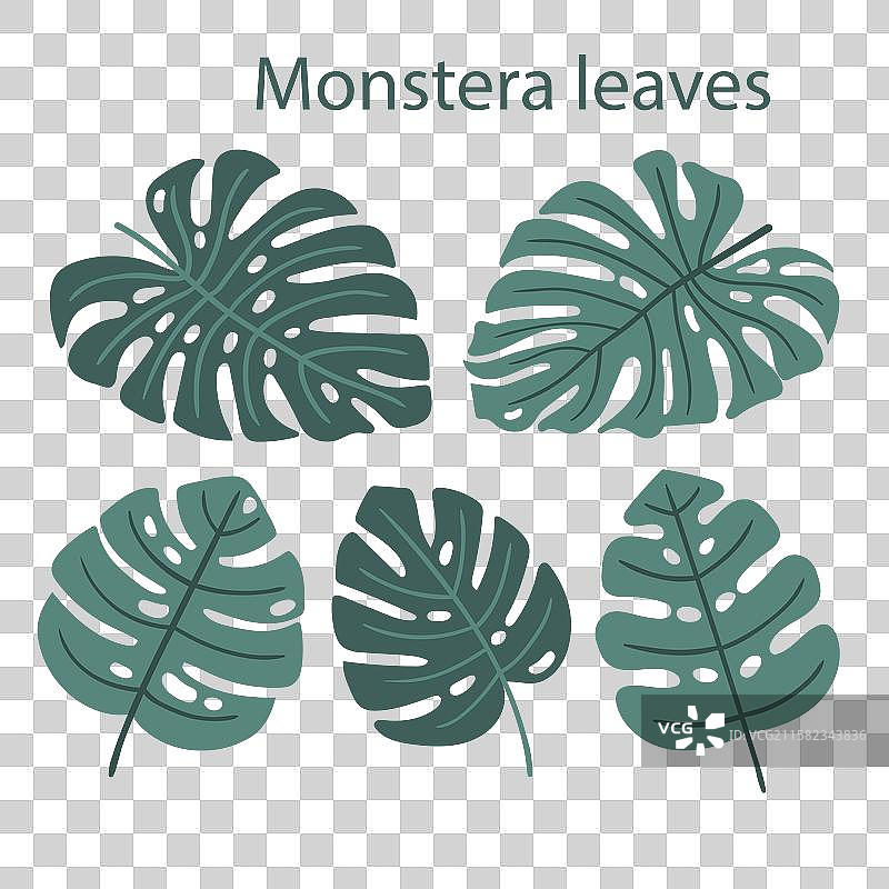 手绘的龟背竹叶图片素材