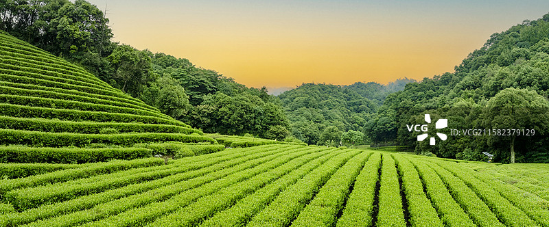 杭州西湖龙井梅家坞翠绿茶园图片素材