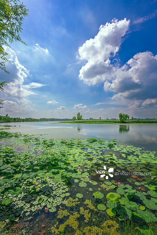 夏日里的道源湿地公园+安徽亳州涡阳图片素材