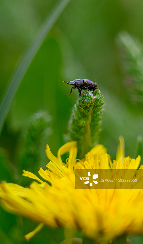 小甲虫特写图片素材