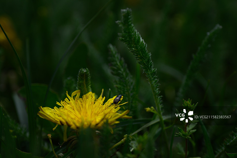 小甲虫特写图片素材