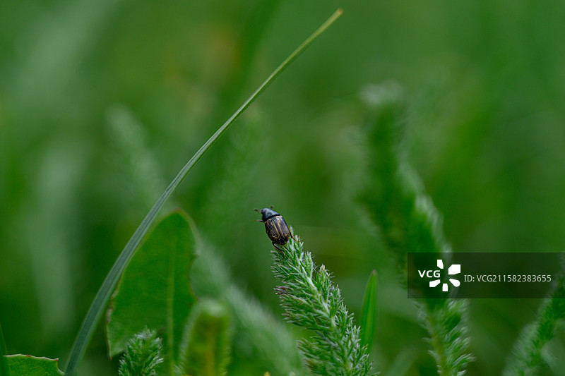 小甲虫特写图片素材