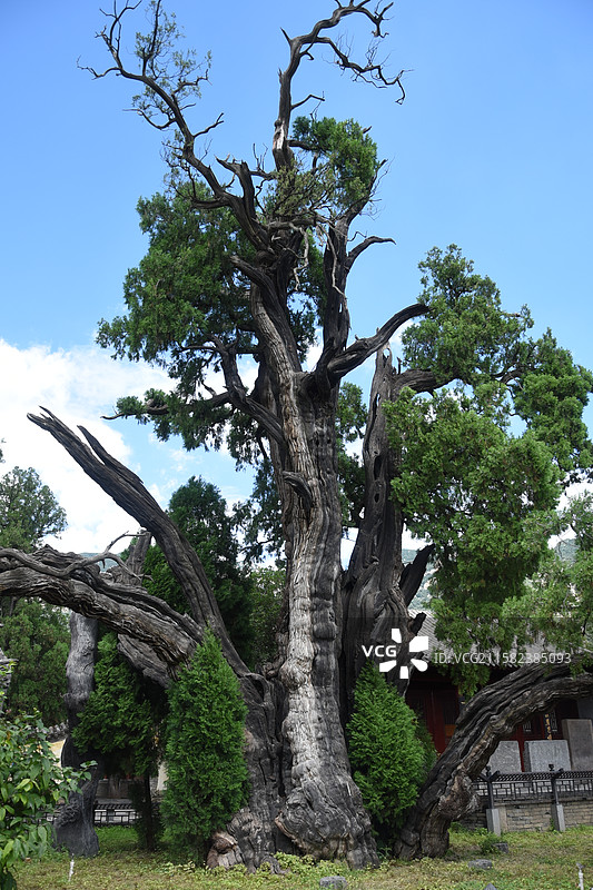 嵩山 嵩阳书院 古树图片素材