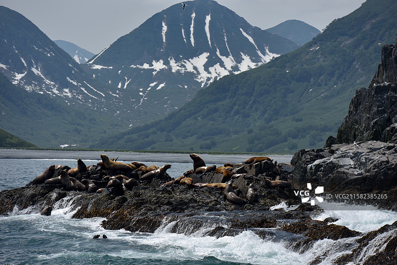 礁石上的海狮 1 （勘察加半岛）图片素材