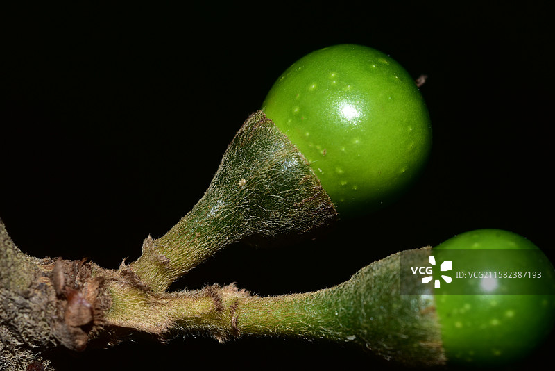南方珍稀园林植物-Actinodaphne henryi 思茅黄肉楠图片素材