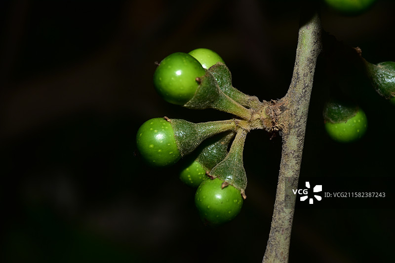 南方珍稀园林植物-Actinodaphne henryi 思茅黄肉楠图片素材