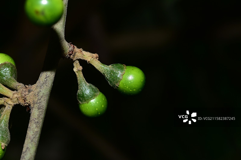 南方珍稀园林植物-Actinodaphne henryi 思茅黄肉楠图片素材