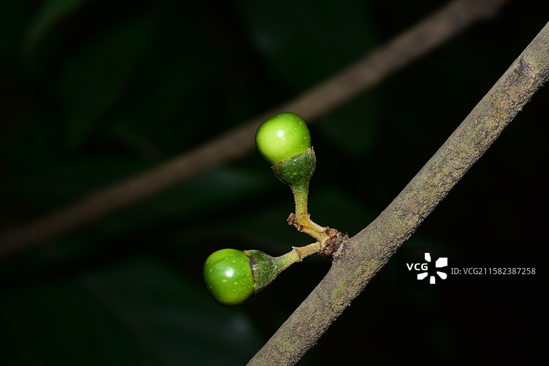 南方珍稀园林植物-Actinodaphne henryi 思茅黄肉楠图片素材
