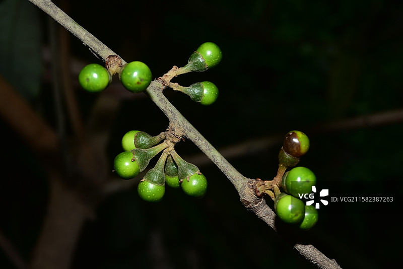 南方珍稀园林植物-Actinodaphne henryi 思茅黄肉楠图片素材