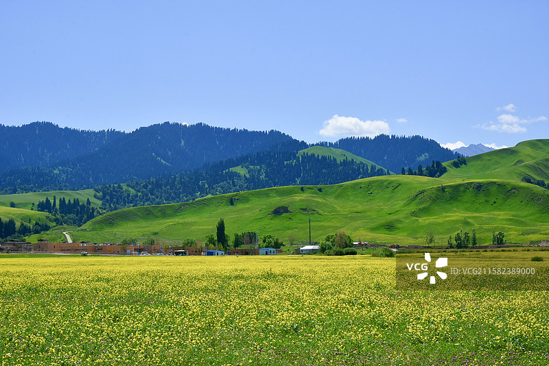 新疆油菜花海和山坡自然风光图片素材