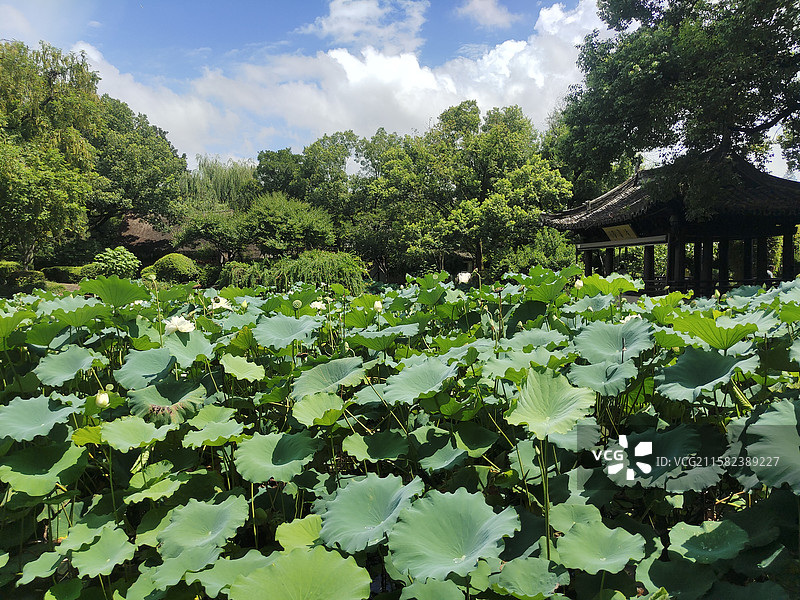 浙江绍兴 沈园 荷塘图片素材