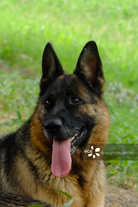 炎热夏天草原上中暑的牧羊犬。德国黑背。狗图片素材