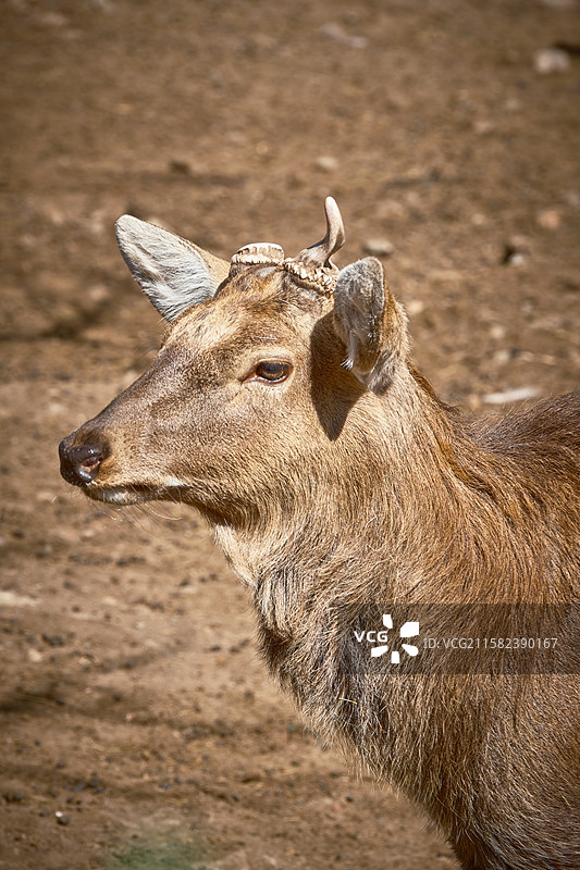 鹿、梅花鹿，五当召鹿园图片素材