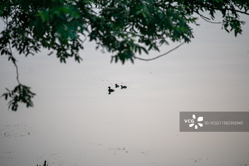 西湖小鸟图片素材