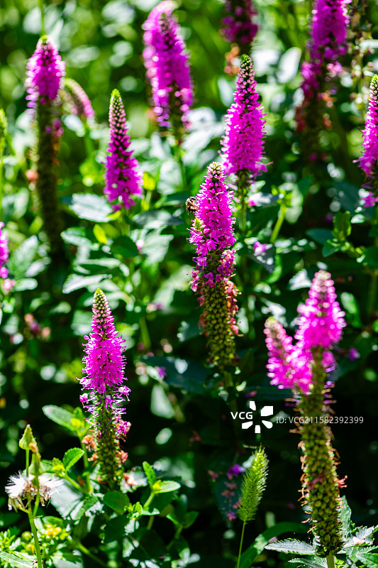 北京四得公园的夏花-穗花婆婆纳-红色图片素材