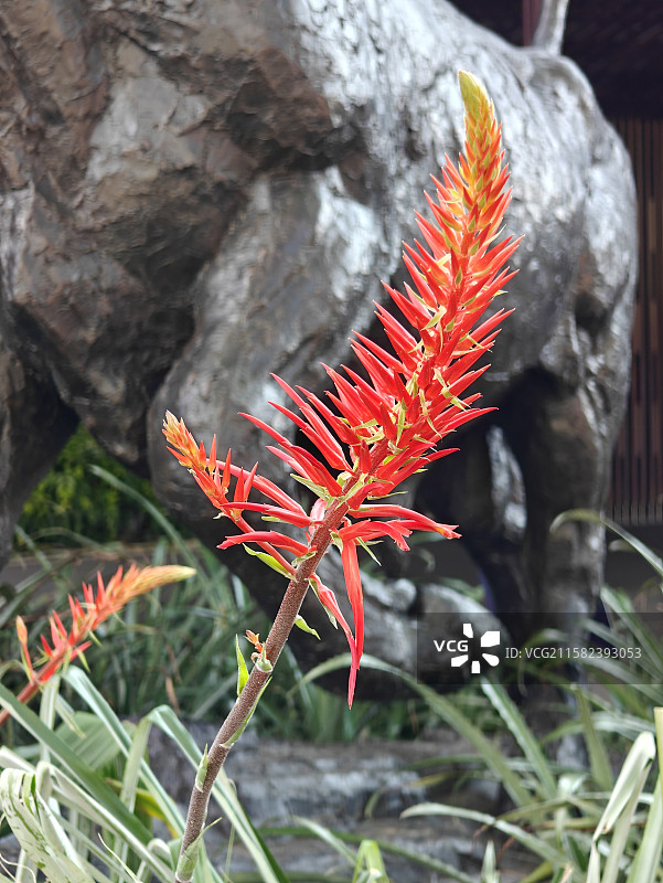 旺盛生命力-新加坡滨海湾花园盛开的花朵图片素材