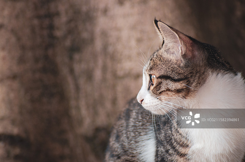 毛茸茸的沉思者：猫咪侧脸特写图片素材