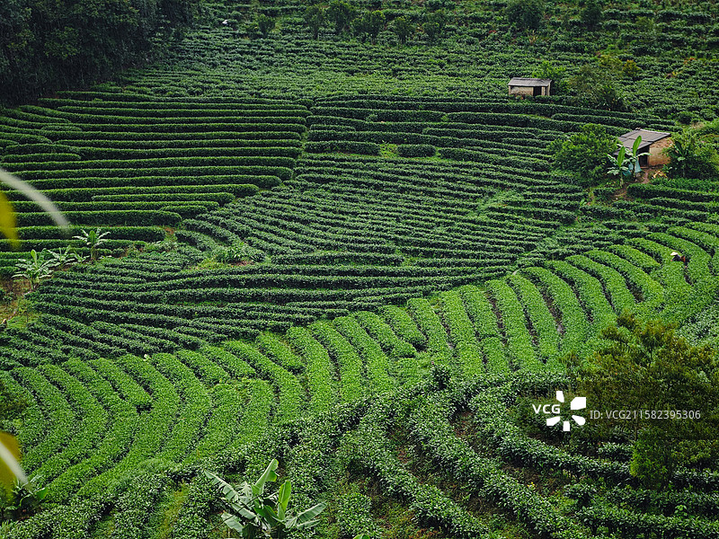 云南省普洱市思茅区高山茶园图片素材