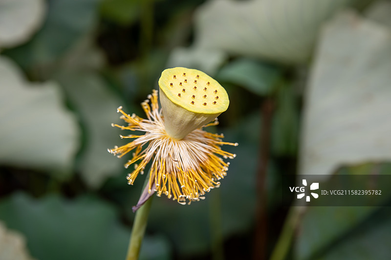莲蓬近距离特写图片素材