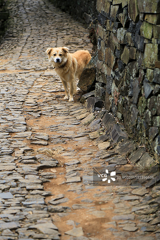 石板路上的流浪狗图片素材