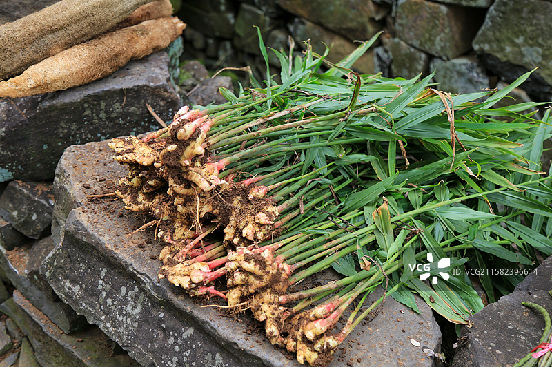 新鲜姜根与绿叶堆放在石墙上图片素材