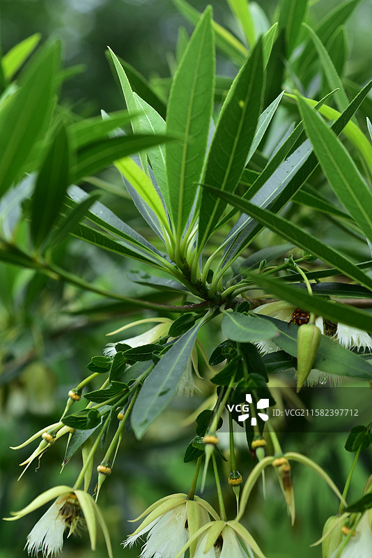 南方珍稀园林树种-水边乔木-Elaeocarpus hainanensis 水石榕图片素材