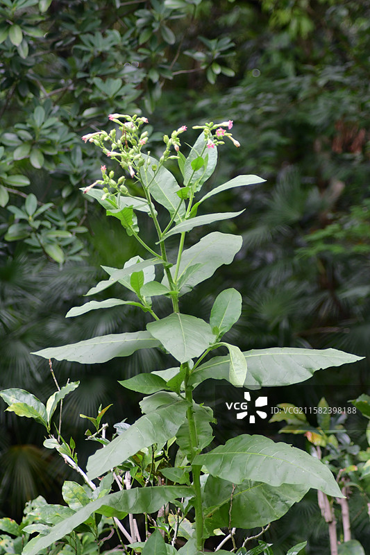 南方珍稀园林树种-Nicotiana tabacum 烟草图片素材