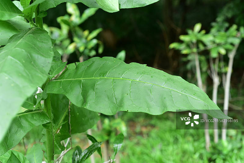 南方珍稀园林树种-Nicotiana tabacum 烟草图片素材