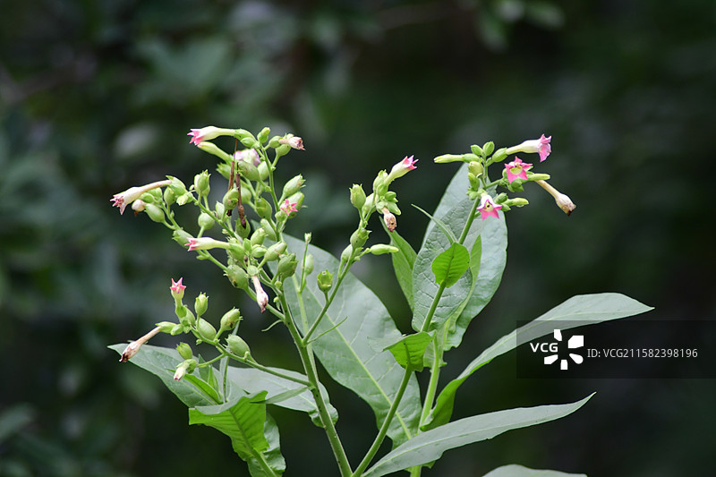 南方珍稀园林树种-Nicotiana tabacum 烟草图片素材