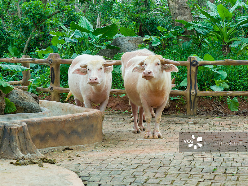 海口海南热带野生动植物园图片素材
