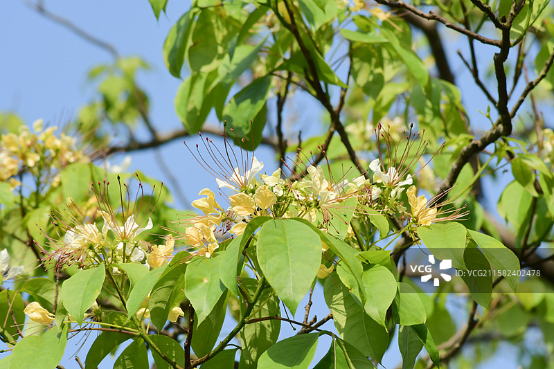 南方珍稀园林植物-Crateva religiosa 鱼木图片素材