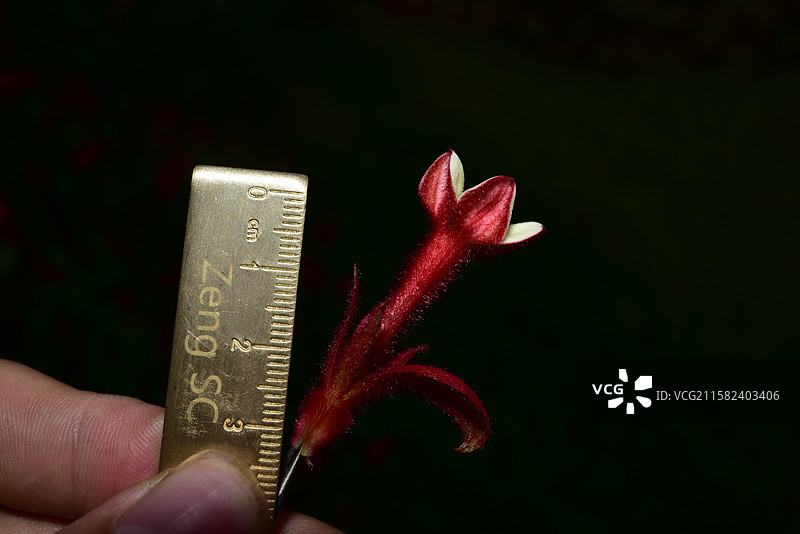 南方珍稀园林植物-Mussaenda 玉叶金花属-红纸扇图片素材