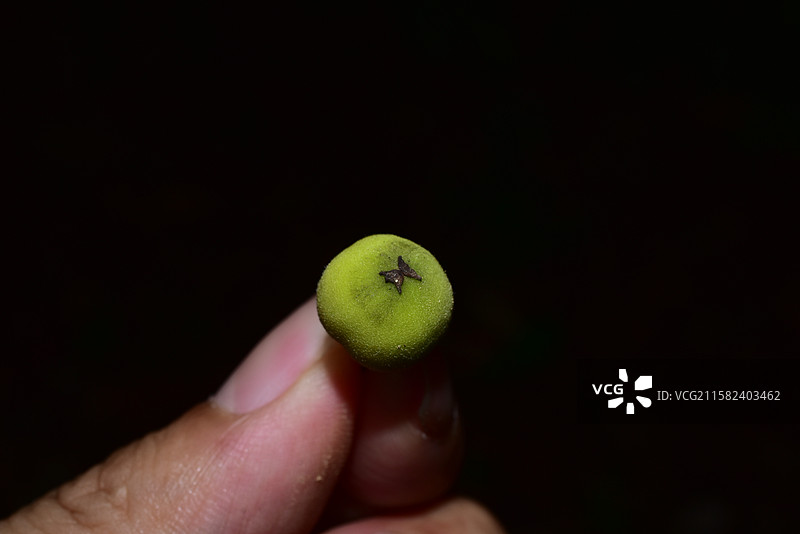 南方珍稀园林树种-Drypetes cumingii 青枣核果木图片素材