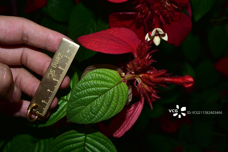 南方珍稀园林植物-Mussaenda 玉叶金花属-红纸扇图片素材