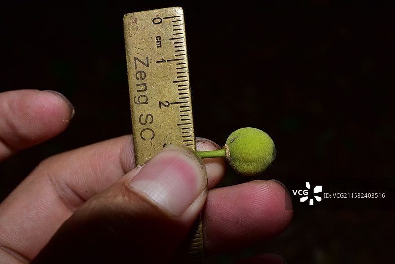 南方珍稀园林树种-Drypetes cumingii 青枣核果木图片素材