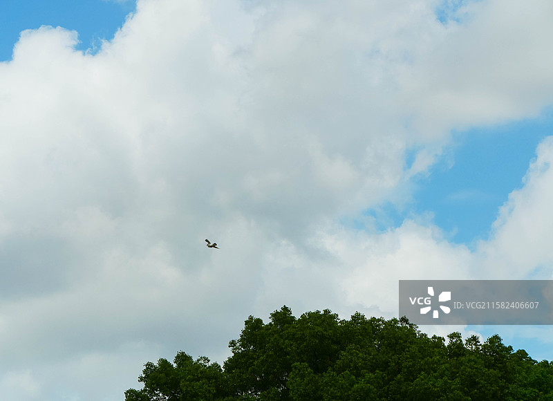 自由飞翔的飞鸟背影图片素材
